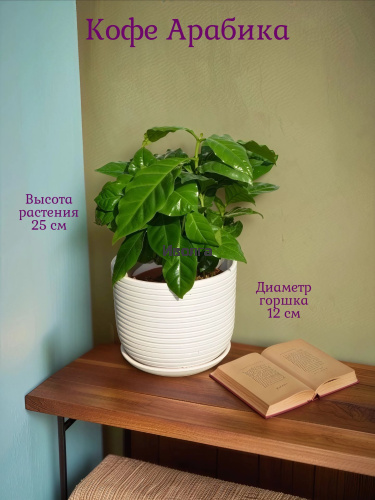 Кофе Арабика Кофе Арабика
