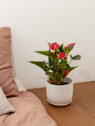 Антуриум Даймонд Ред