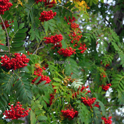 Рябина "Сибирская" (сортовая), саженец 1 шт Рябина "Сибирская" (сортовая), саженец 1 шт