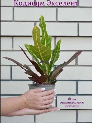 Кодиеум Экселент фото 5