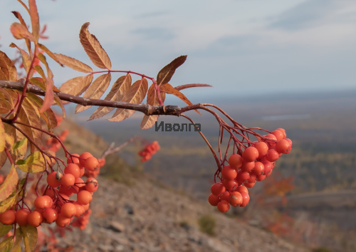 Рябина "Сибирская" (сортовая), саженец 1 шт фото 4 Рябина "Сибирская" (сортовая), саженец 1 шт фото 4