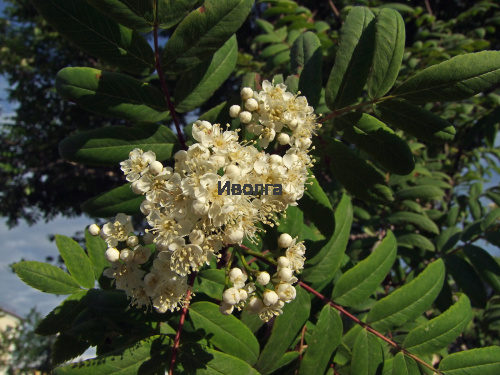 Рябина "Сибирская" (сортовая), саженец 1 шт фото 2 Рябина "Сибирская" (сортовая), саженец 1 шт фото 2