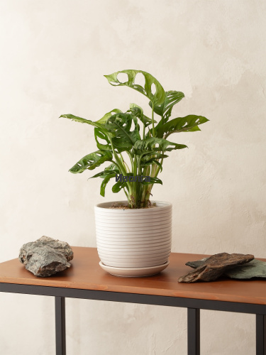 Монстера Адансона фото 3